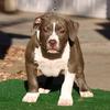 Rev as a puppy