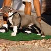 Rev as a puppy